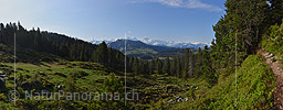 P019835: Panoramafoto Waldlandschaft in den Voralpen