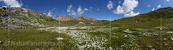 P020162: Gigapixel Foto Wollgras in intakter Natur