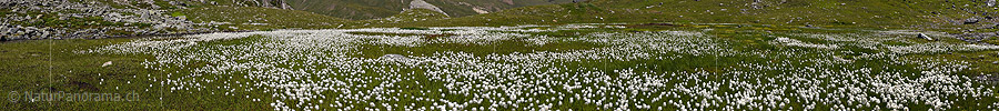 New in NaturPanorama.ch: Panoramic photo Flowering woollen grass.