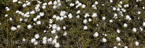 P020256: Panoramafoto Blühendes Wollgras
