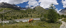 P020347: Panorama Kuh auf Alpweide im Lötschental