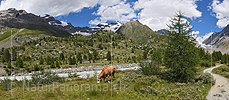 P020347a: Panoramafoto Kuh auf Alpweide im Lötschental