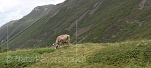 P020371: Panoramafoto Kuh auf Alpweide im Binntal
