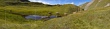 P020407: Panoramafoto Rinder an Wassertümpel