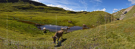 P020409: Panoramafoto Kühe auf Alpweide