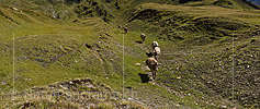 P020411: Panoramafoto Kühe erkunden Alpweide