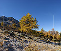 P020668: Gigapixel Grossbild Herbstlich gefärbte Lärche