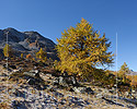 P020668a: Grossfoto Herbstlich gefärbte Lärche