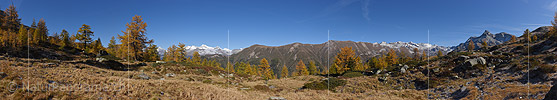 P020672: Goldgelbe Lärchen in Berglandschaft