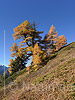 P020684a: Hochaufgelöstes Foto Herbstlich gefärbte Lärchen