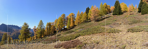 P020686: Panoramafoto Reihe herbstlich gefärbter Lärchen