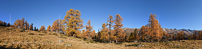 P020691a: Panoramafoto Herbstlich gefärbte Lärchen