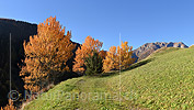 P020702a: Hochaufgelöstes Foto von herbstlich gefärbten Zitterpappeln (Espen)