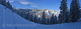 P020845: Panoramafoto Frisch verschneiter Bergwald