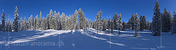 P020851: Grosses Panoramafoto eines frisch verschneiten Bergwaldes