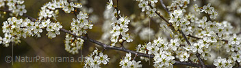 P021001: Panoramafoto Ast mit zahlreichen weissen Blüten