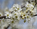 P021009: Grossfoto Weisse Blüten