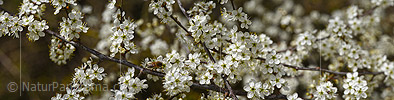 P021014: Panoramafoto Weissdorn