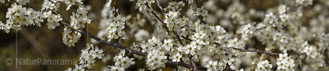 P021015: Panoramafoto Blütenzweig