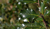 P021021: Grossfoto Blatt einer Stechpalme