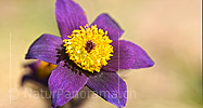P021074: Grossfoto der Blüte einer Blume (Gewöhnlichen Kuhschelle)