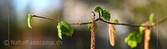 P021081: Panoramafoto Hasel