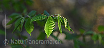 P021083: Panoramafoto Blätter eine Buche im Morgenlicht