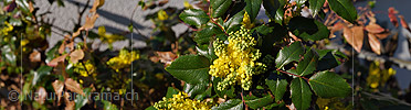 P021089: Panoramafoto Stechpalme