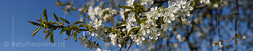 P021093: Panoramafoto Ast mit vielen Kirschblüten