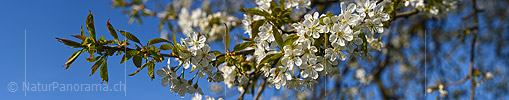 New in NaturPanorama.ch: Panoramic photo Branch with many cherry blossoms