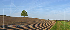 P021137: Panoramafoto Linde in Acker