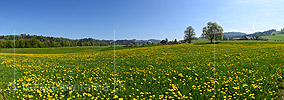 P021171: Grosses Panoramafoto Frühlingslandschaft im Emmental