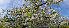 P021198: Grossfoto Blühender Apfelbaum