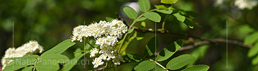 P021251: Panoramafoto Blüte der Vogelbeere