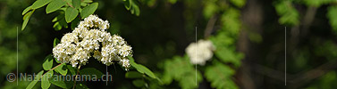 P021252: Panoramafoto Blüte der Vogelbeere