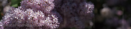 P021253: Panoramafoto Blüte des Flieders