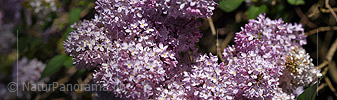 P021254: Panoramafoto Blüte des Flieders