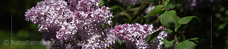 P021255: Panoramafoto Blüte des Flieders