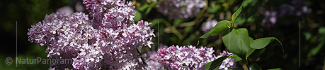 P021256: Panoramafoto Blüte des Flieders