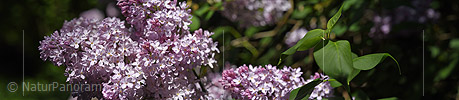 P021256: Panoramafoto Blüte des Flieders