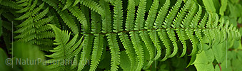 P021273: Panoramafoto Farn