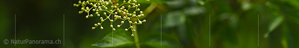 P021333: Panorama Knospen des Schwarzen Holunder