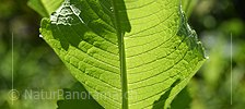P021421: Panoramafoto Blatt der Wilden Karde (Dipsacus fullonum)