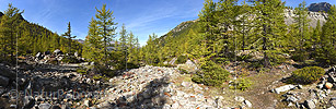 P022474: Grosses Panoramafoto Lichter Lärchenwald/Bergwald