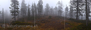 P022635: Panoramafoto Nebel im Bergwald