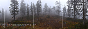 New in NaturPanorama.ch: Panorama photo fog in the mountain forest