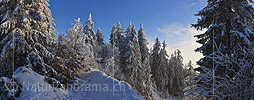 New in NaturPanorama.ch: Panorama photo Snow-covered fir forest