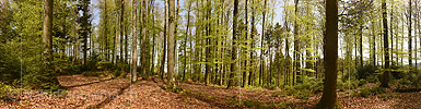 New in NaturPanorama.ch: Large panorama photo In the spring forest