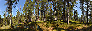 P023073: Grosses Panoramafoto Lichter Bergwald