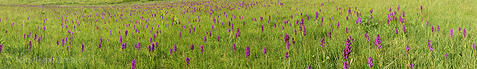 New in NaturPanorama.ch: Panorama photo Orchid meadow